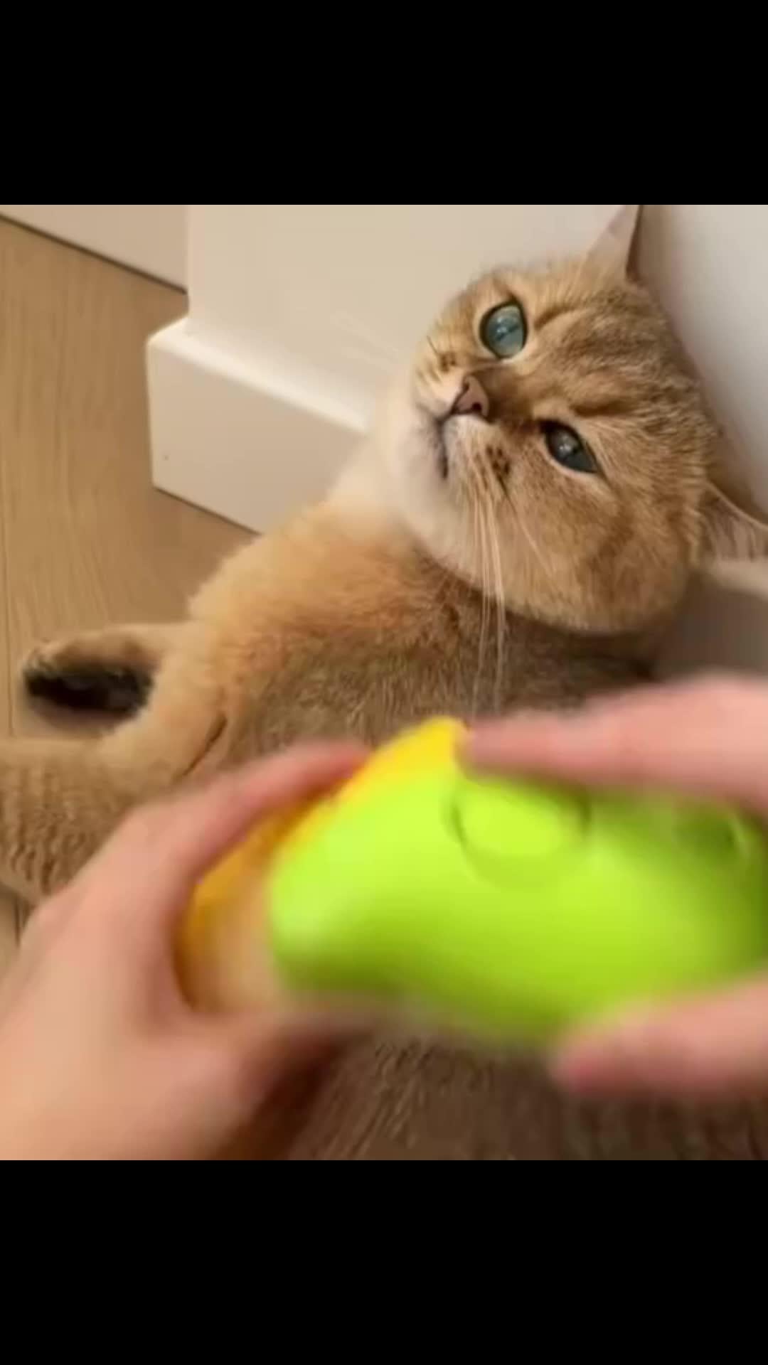 ÅngBorsten 3-in-1 — Professionell Pälsvård Hemma